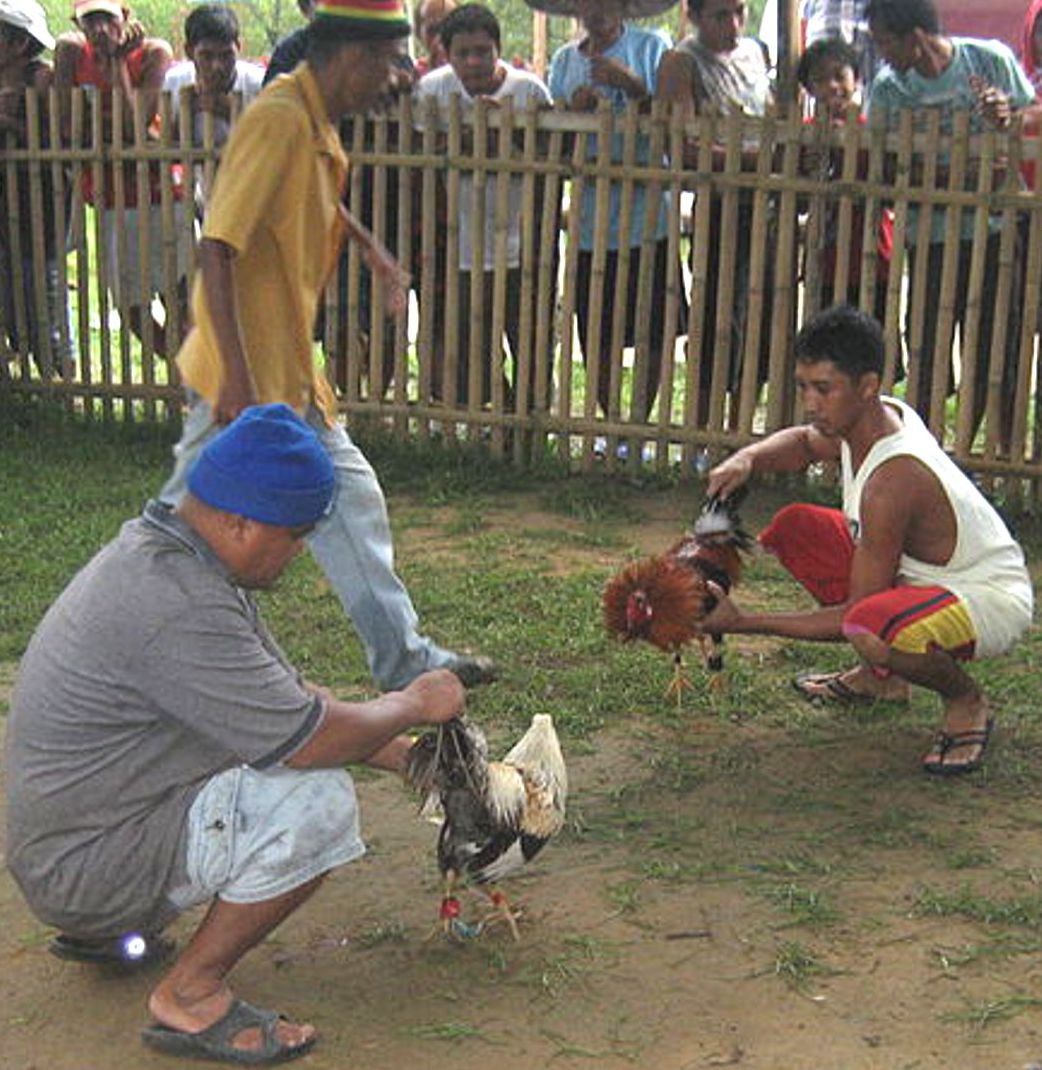 Filipino Cockfight