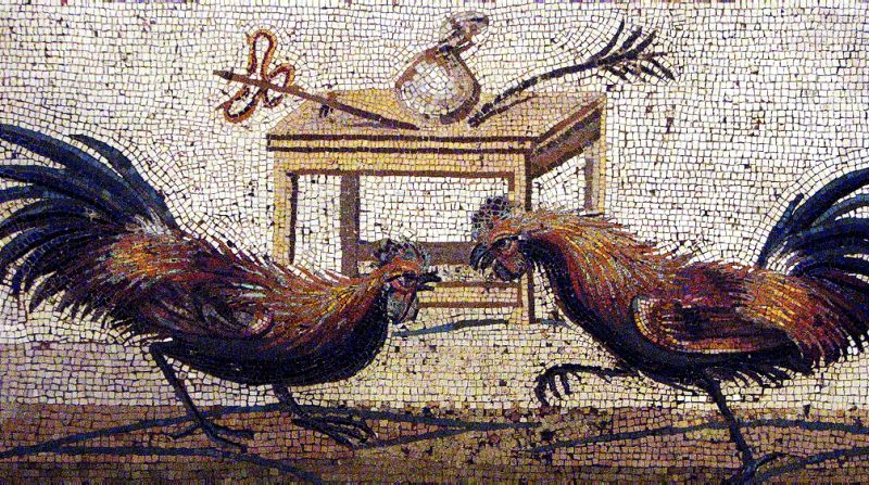 Fighting cocks in Rome